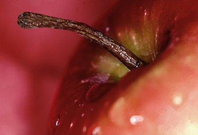 Wet Apple by Paul Wear