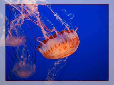 Jellyfish