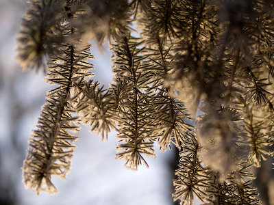 Frost by Geophoto