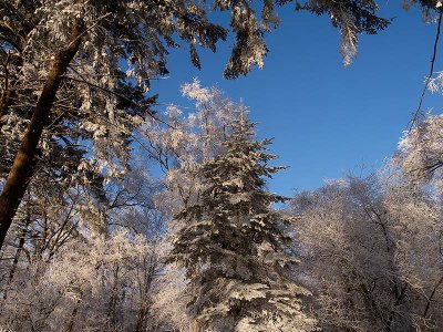 Christmas tree with natural decoration by Geophoto