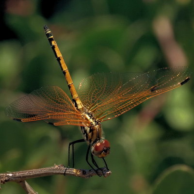 Fairy Wings