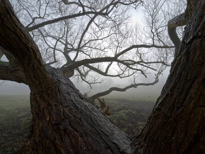Tree in mist - Bruce Clarke