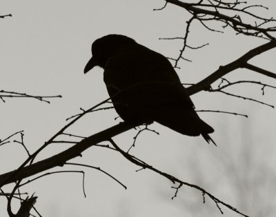 Quoth the Raven, Nevermore! - faranya