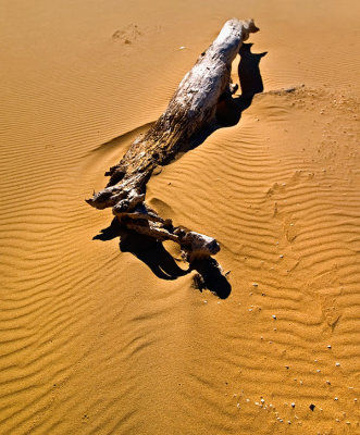 Driftwood by Dennis