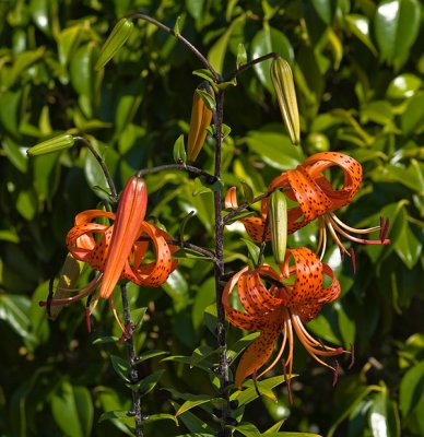 Tiger lillies by Dennis