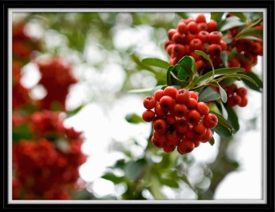 Clusters of Red by Carlo