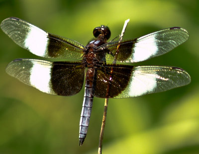 dragonfly DOF -Tom Frisch