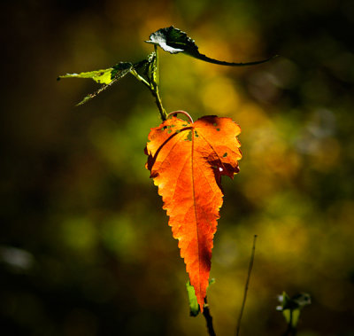 Autumn leaf by Dennis