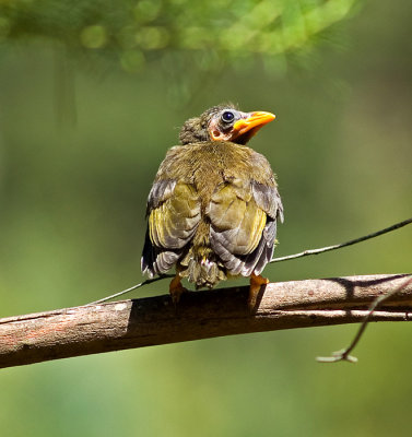 Bellbird chick by Dennis