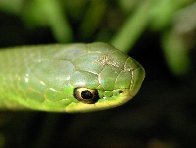 snake in the grass - faranya