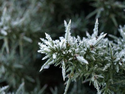 Frosty Gorse by Andy78