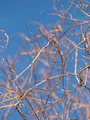 Traveller's Joy in winter - Bruce Clarke