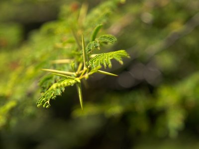 Lurking Thorns - Stefan