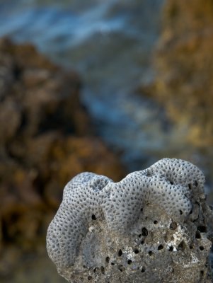 On a Coral Beach - Stefan