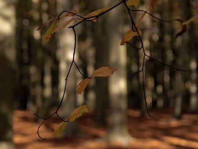 beech forest by gmc