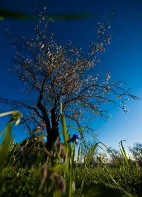 Spring Is Coming - Louis