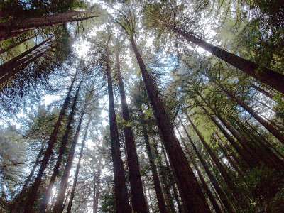 Redwoods --- OaklandWoody
