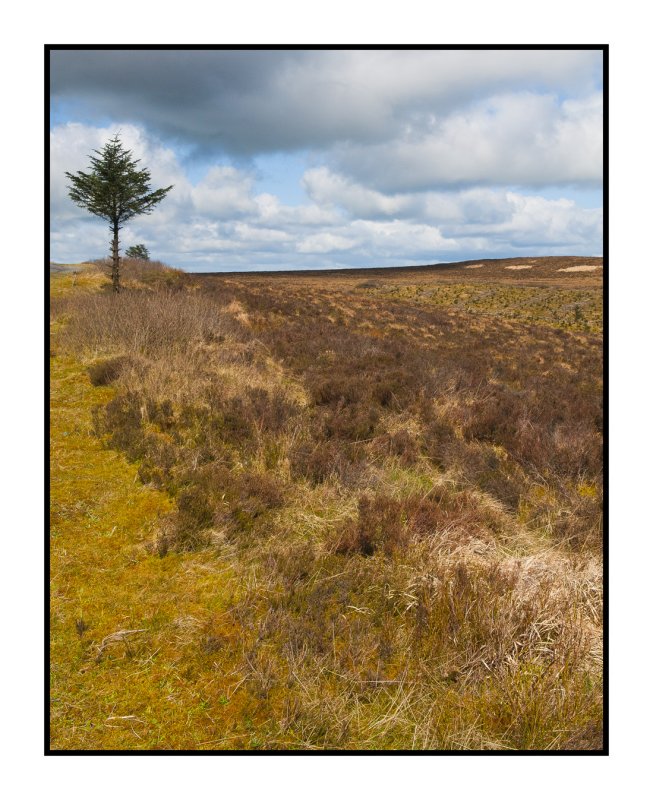Lone Tree.jpg