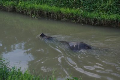 balaraja-kronjo52.jpg