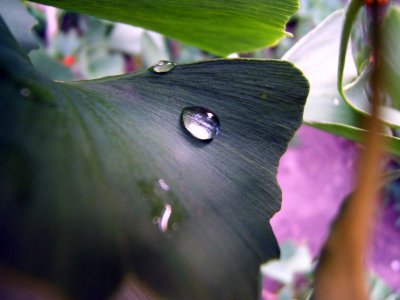 11/8 2006
