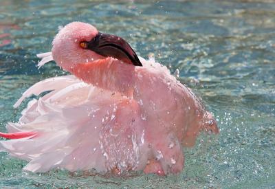 Bathing flamingo