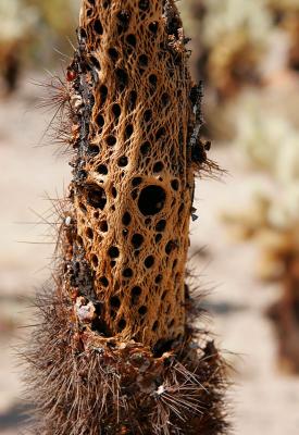 Cactus' skeleton