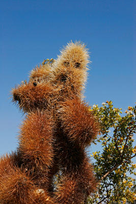 Cholla - Jumping cactus