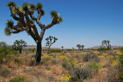 California Desert