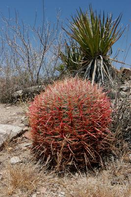 Barell cactus