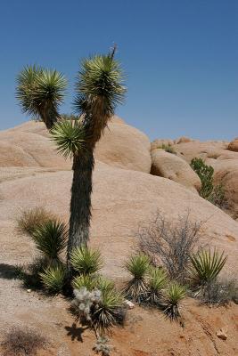 California desert