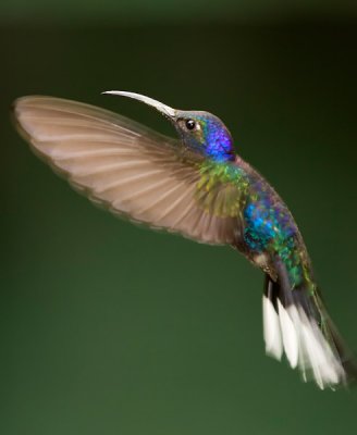 Violet Sabrewing