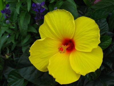 Hibiscus Yellow.jpg