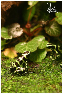 Green poison frog.jpg