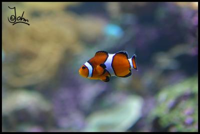 Anemone clownfish.jpg