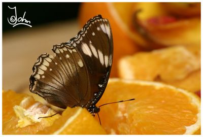 Butterfly on orange.jpg