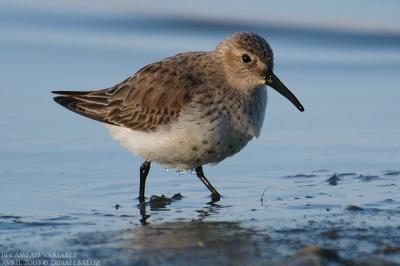 Bcasseau variable - Dunlin