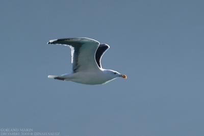 Goland marin - Great Black-backed Gull