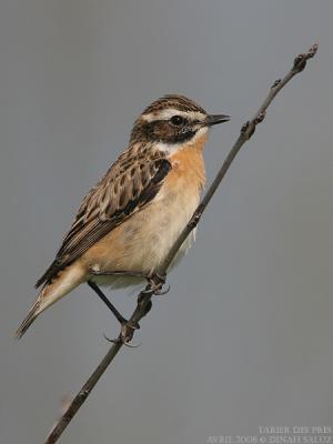 Tarier des prs - Whinchat