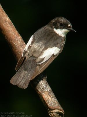 Gobemouche noir - Pied Flycatcher