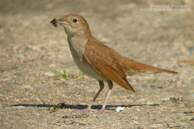 Rossignol philomle - Rufous Nightingale