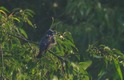 Blue Grosbeak, Cass County, MI