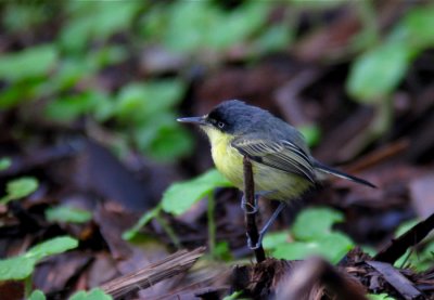 Common Tody-Flycatcher