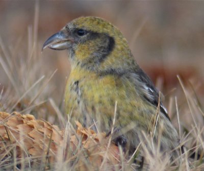 White-winged Crossbill