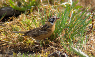 Smith's Longspur, Berrien County, MI