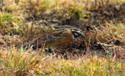 Smith's Longspur, Berrien County, MI