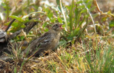 Smith's Longspur, Berrien County, MI