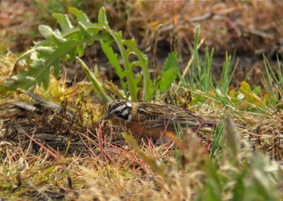 Smith's Longspur, Berrien County, MI