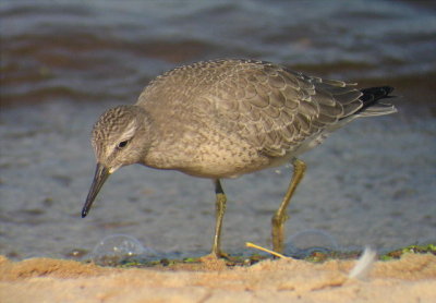 Red Knot, Berrien County, MI