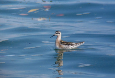 Red-necked Phalarope, Berrien County, MI