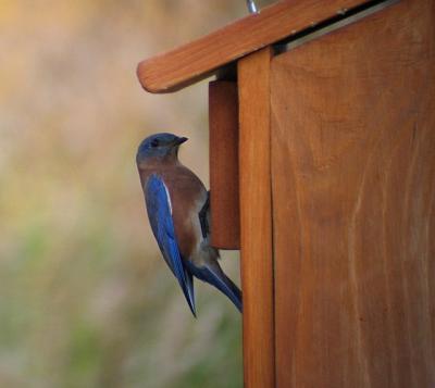 Eastern Bluebird